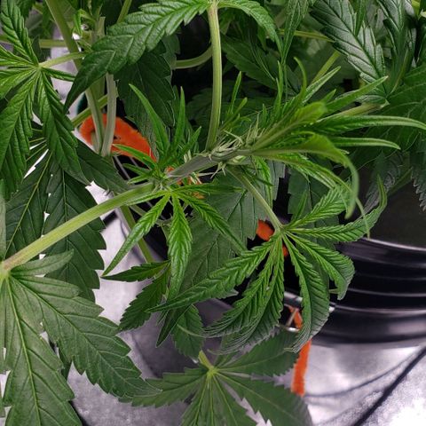 Guineo growlog timeline photo