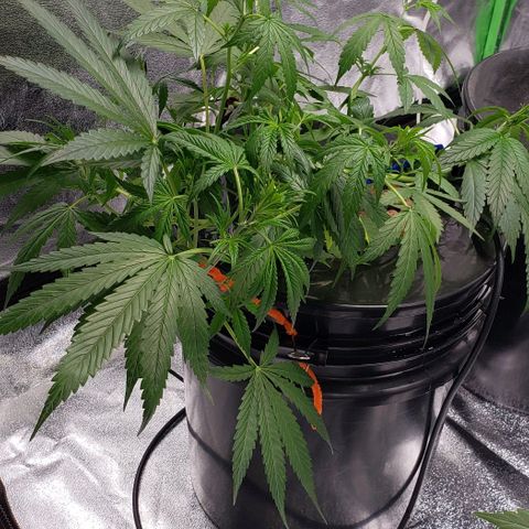 Guineo growlog timeline photo