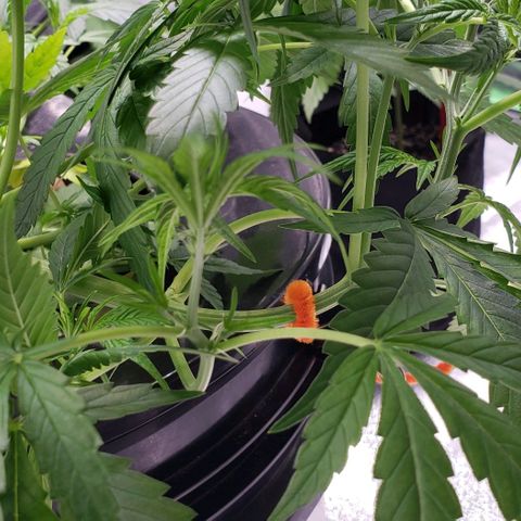 Guineo growlog timeline photo