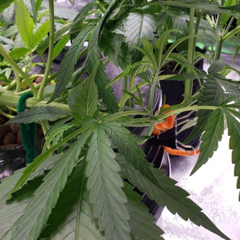 Guineo growlog timeline photo