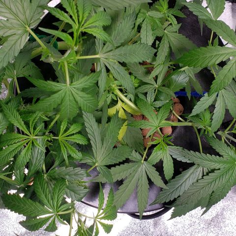 Guineo growlog timeline photo