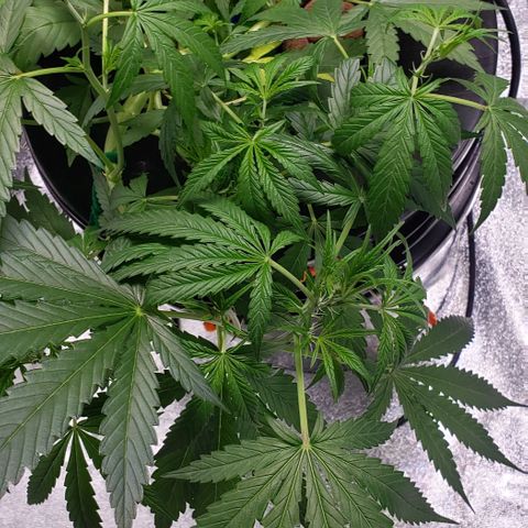 Guineo growlog timeline photo