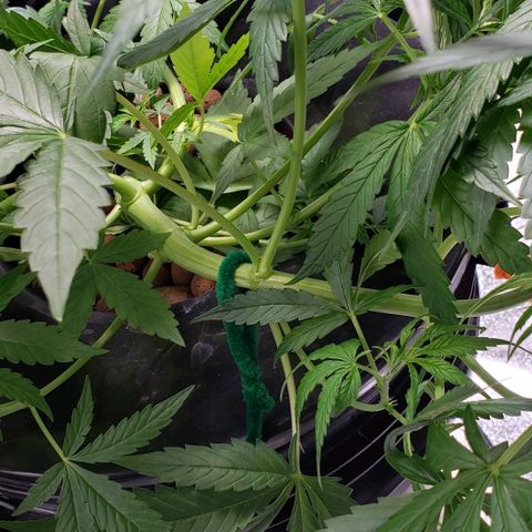 Guineo growlog timeline photo