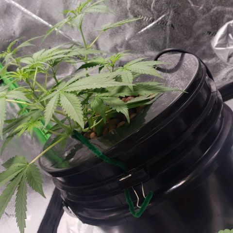 Guineo growlog timeline photo