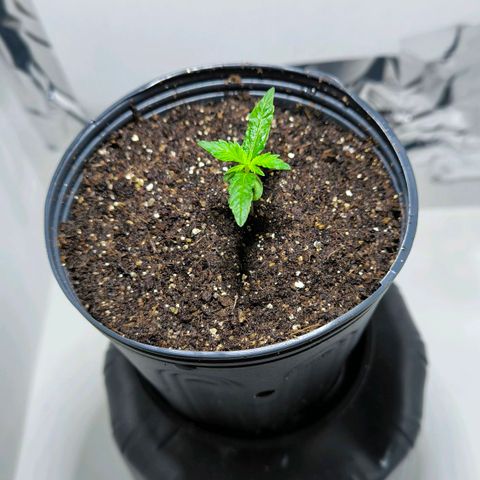 Prensado #1 growlog timeline photo