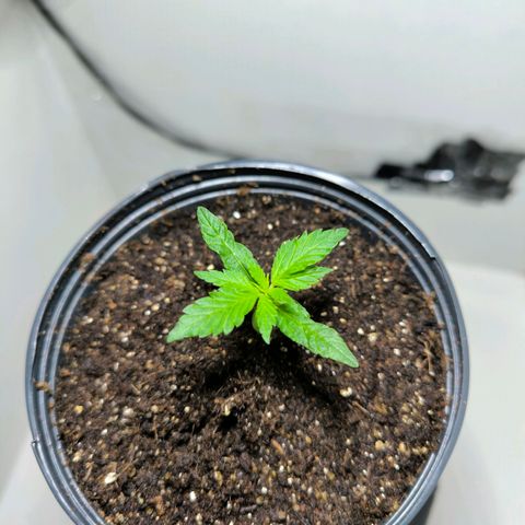 Prensado #1 growlog timeline photo