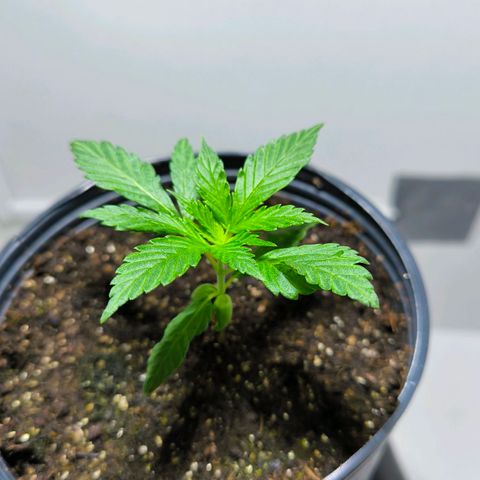 Prensado #1 growlog timeline photo