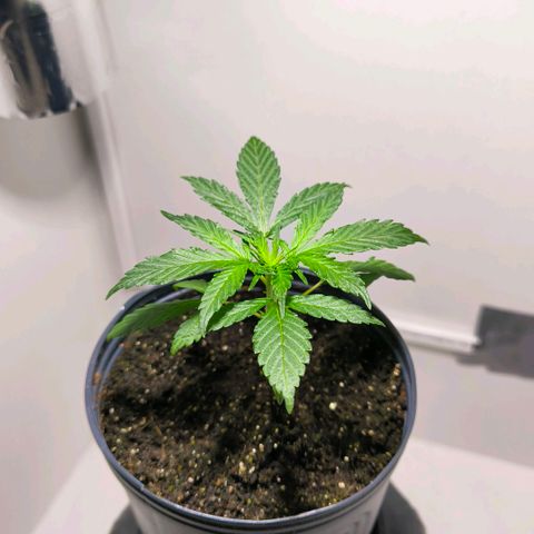 Prensado #1 growlog timeline photo