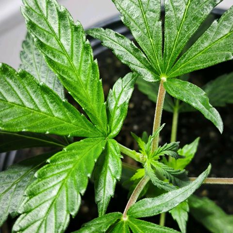 Prensado #1 growlog photo: pós poda 