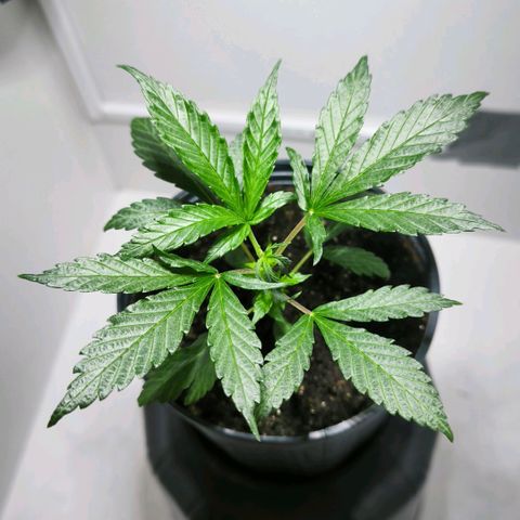 Prensado #1 growlog photo: pós poda 
