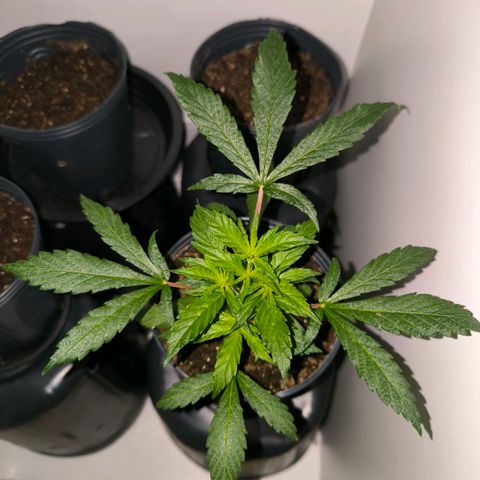 Prensado #1 growlog timeline photo
