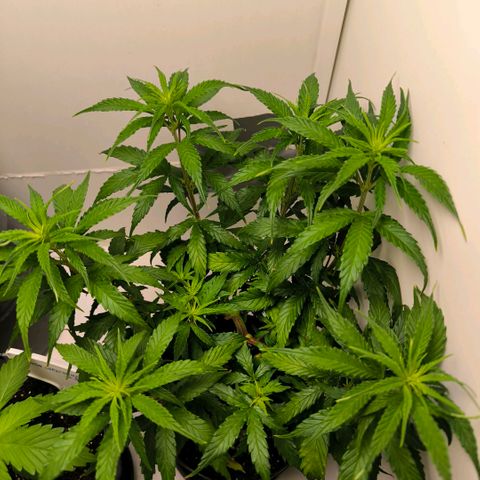 Prensado #1 growlog timeline photo