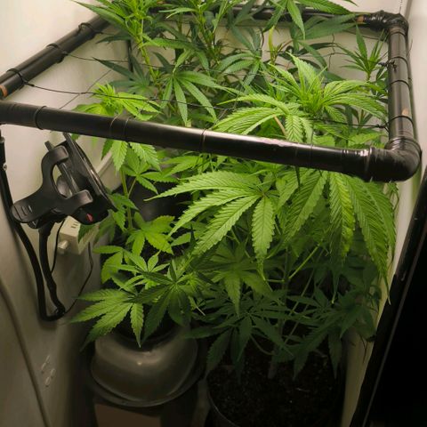 Prensado #1 growlog timeline photo