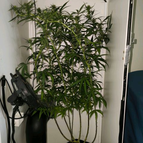 Prensado #1 growlog timeline photo