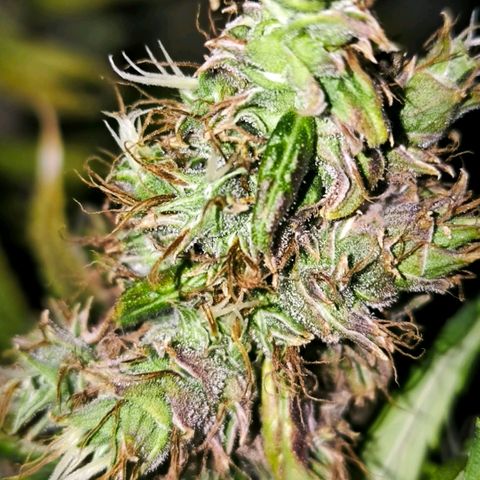 Prensado #1 growlog timeline photo