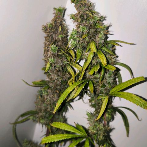 Prensado #1 growlog timeline photo