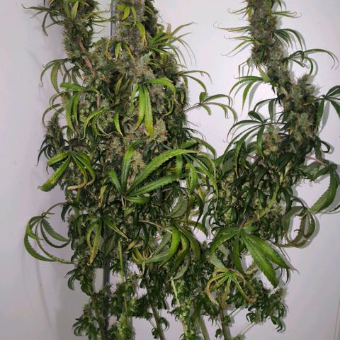 Prensado #1 growlog timeline photo