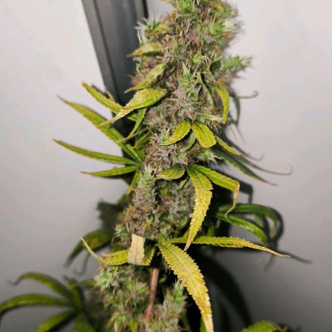 Prensado #1 growlog timeline photo