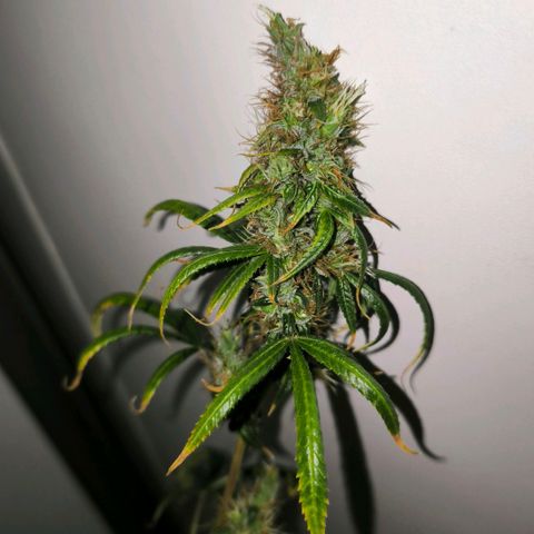 Prensado #1 growlog timeline photo