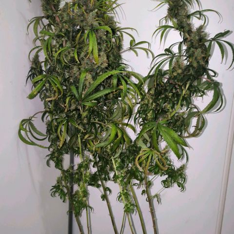 Prensado #1 growlog timeline photo