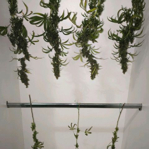 Prensado #1 growlog timeline photo