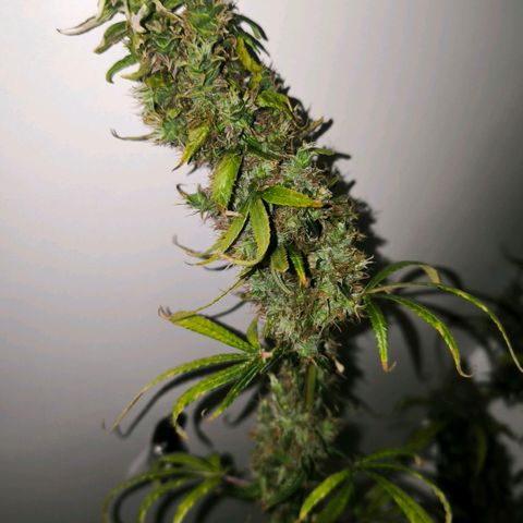 Prensado #1 growlog timeline photo