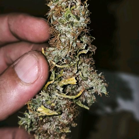 Prensado #1 growlog timeline photo