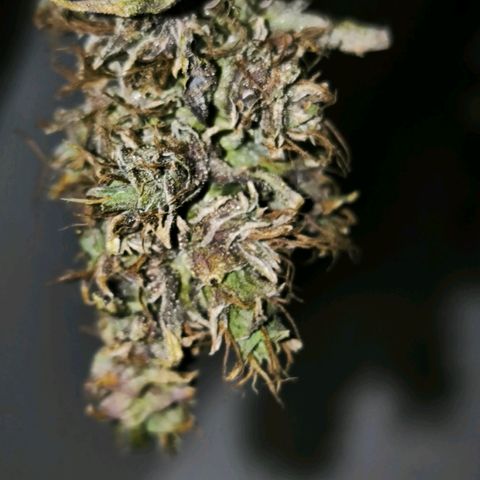 Prensado #1 growlog timeline photo