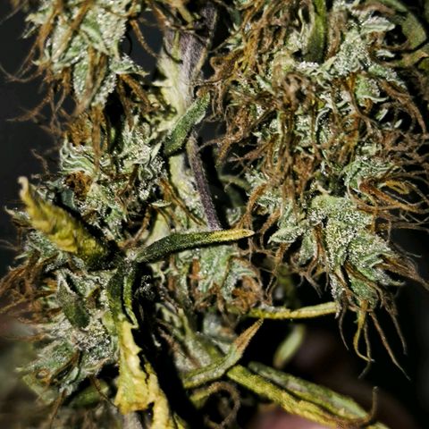 Prensado #1 growlog timeline photo