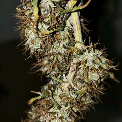 Prensado #1 growlog timeline photo