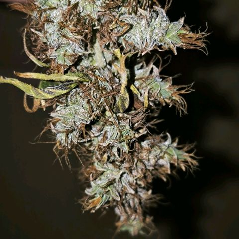 Prensado #1 growlog timeline photo