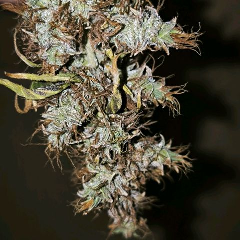 Prensado #1 growlog timeline photo