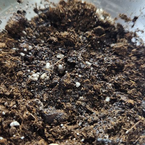 Y Griega Fem #1 growlog timeline photo