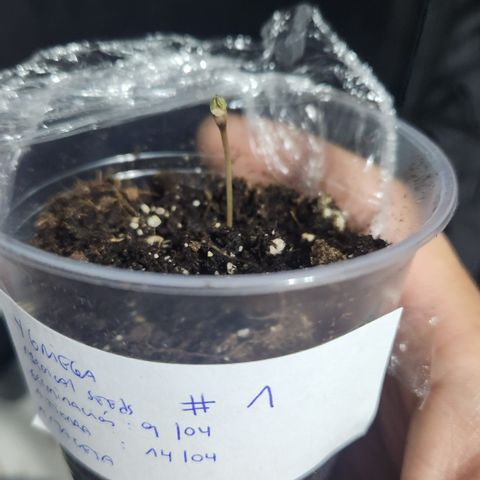 Y Griega Fem #1 growlog photo: A partir de ahora en luz