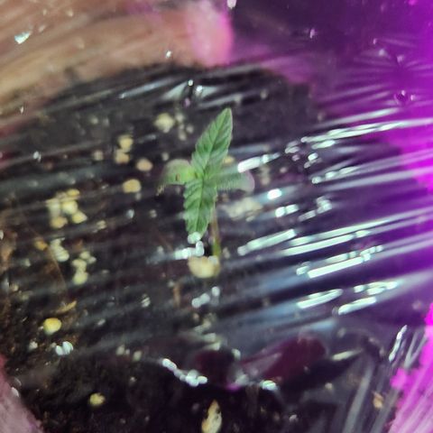 #2 Amnesia Buddha Seeds growlog timeline photo
