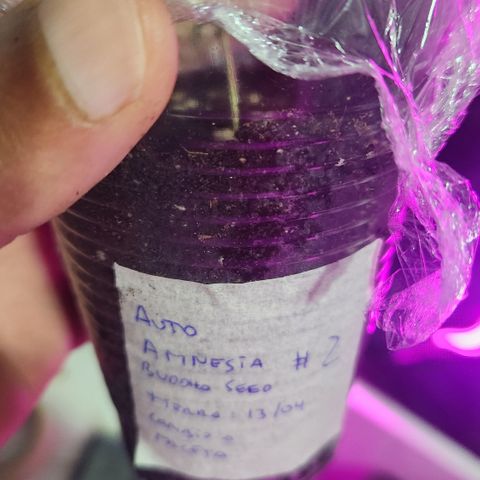 #2 Amnesia Buddha Seeds growlog timeline photo