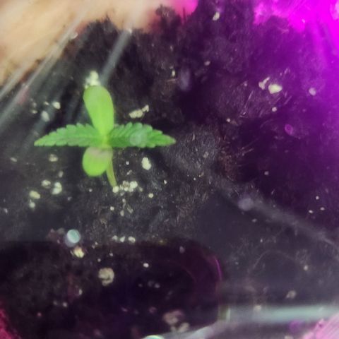 Big Devil Auto growlog timeline photo