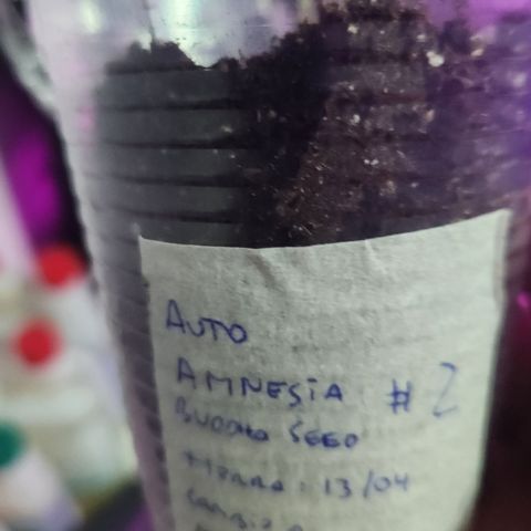 #2 Amnesia Buddha Seeds growlog timeline photo