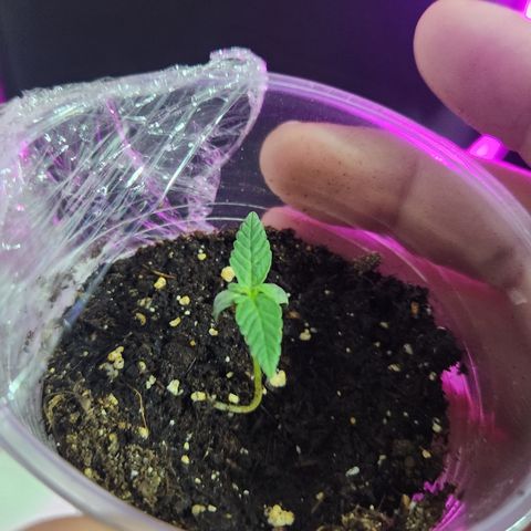 #2 Amnesia Buddha Seeds growlog timeline photo