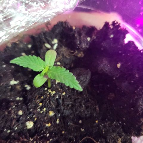 Big Devil Auto growlog timeline photo