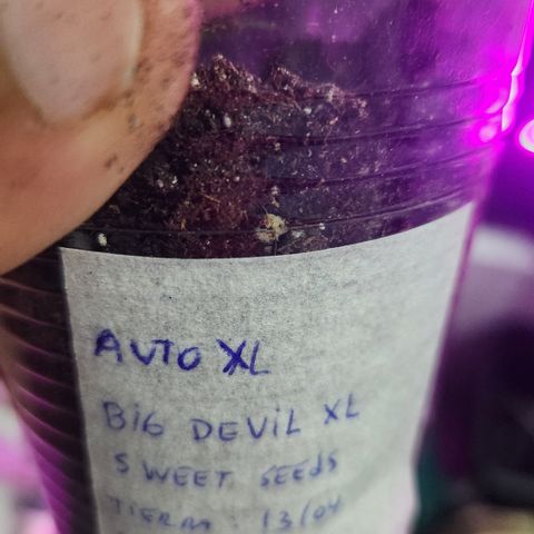 Big Devil Auto growlog timeline photo