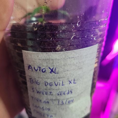 Big Devil Auto growlog photo: Cambia a vegeta black cob