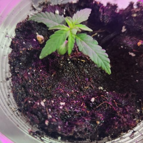 Big Devil Auto growlog photo: Cambia a vegeta black cob