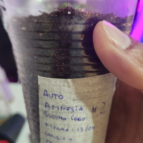 #2 Amnesia Buddha Seeds growlog photo: Cambia a black cob vegetativo