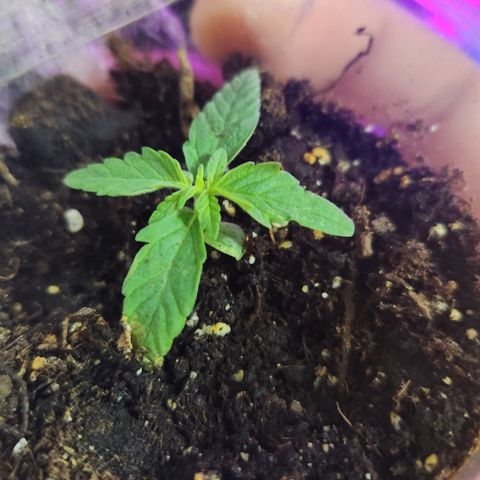 #2 Amnesia Buddha Seeds growlog photo: Cambia a black cob vegetativo