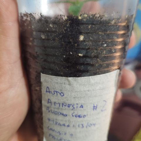 #2 Amnesia Buddha Seeds growlog timeline photo