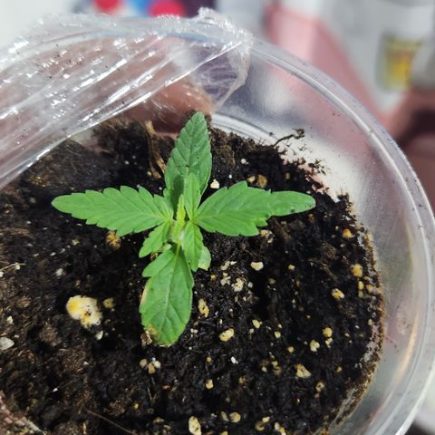 #2 Amnesia Buddha Seeds growlog timeline photo