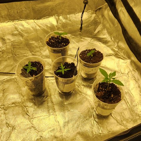 Big Devil Auto growlog photo: Flora