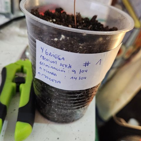 Y Griega Fem #1 growlog photo: Cambia a black cob vegetativo