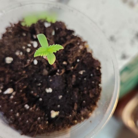 Y Griega Fem #1 growlog photo: Cambia a black cob vegetativo
